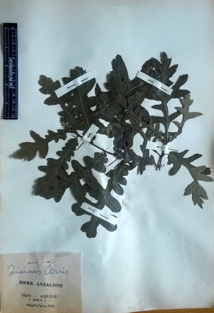 Quercus cerris L - campione