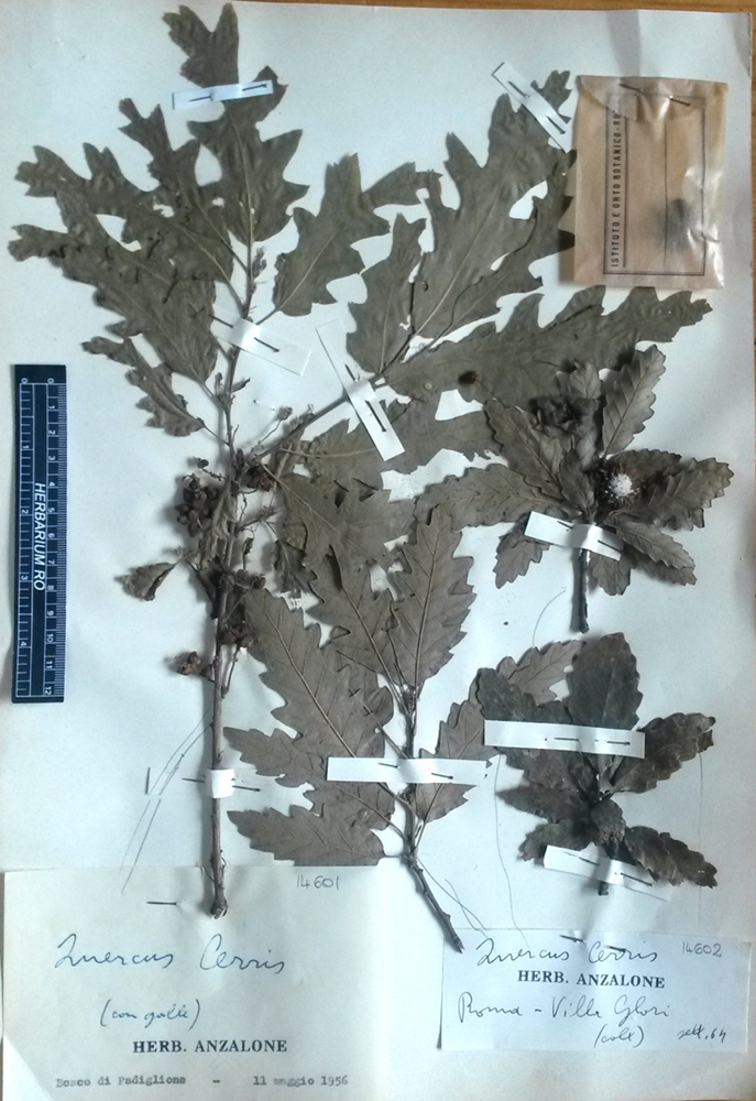 Quercus cerris L - campione