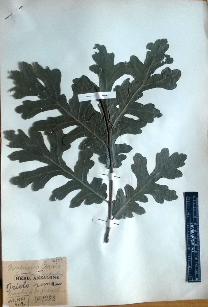 Quercus cerris L - campione
