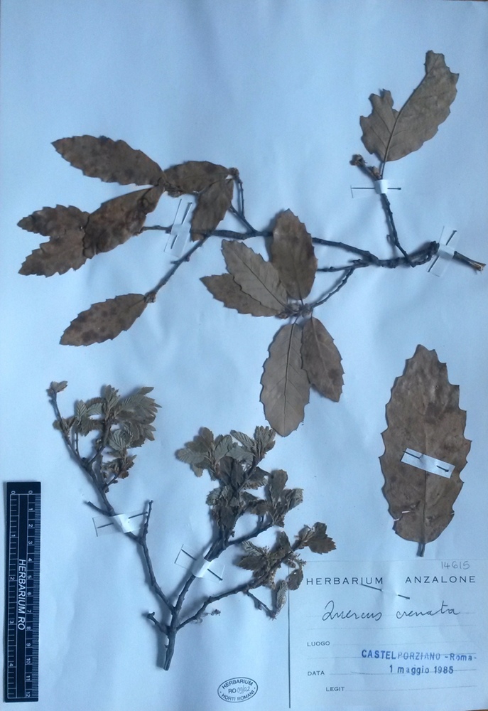 Quercus x pseudo-suber G. Santi - campione