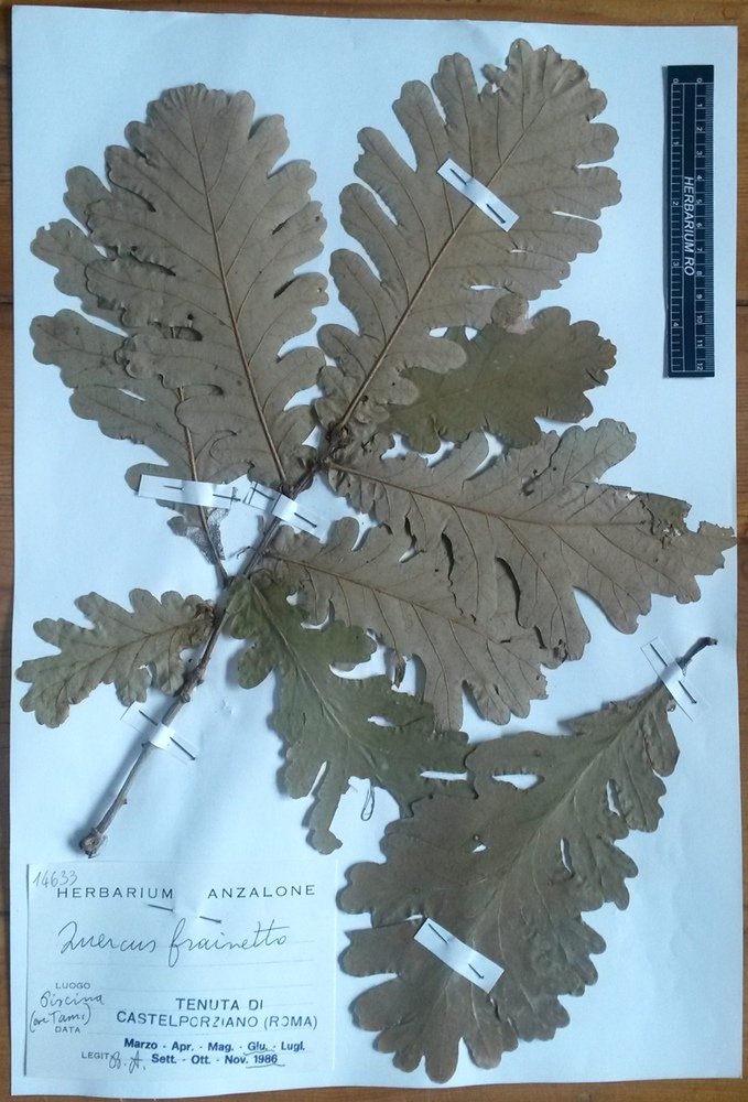 Quercus frainetto Ten - campione