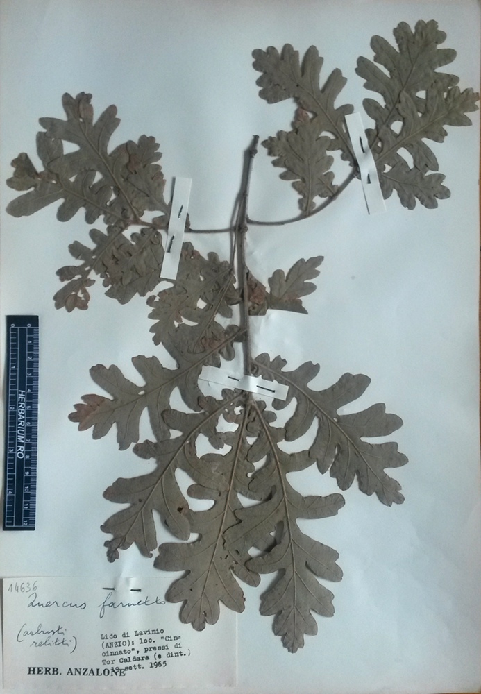 Quercus frainetto Ten - campione