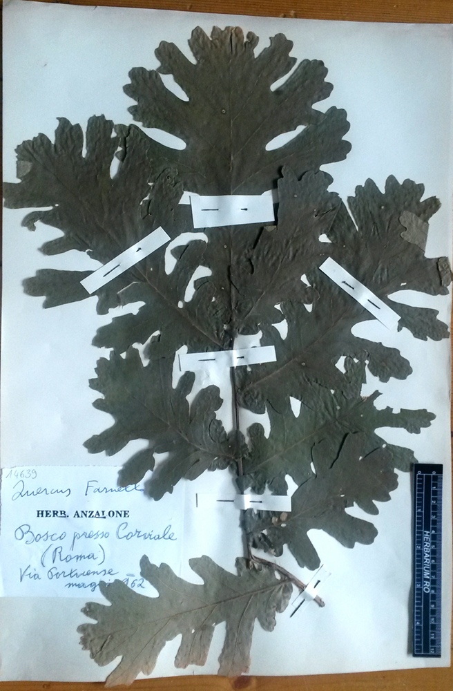 Quercus frainetto Ten - campione