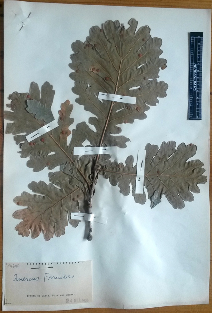 Quercus frainetto Ten - campione