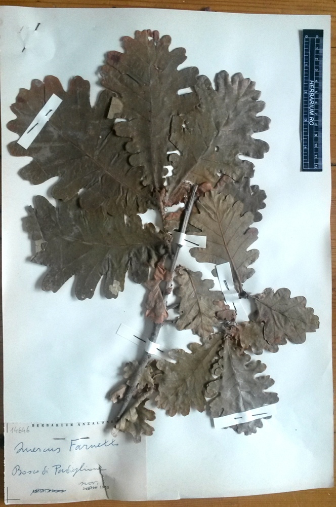 Quercus frainetto Ten - campione