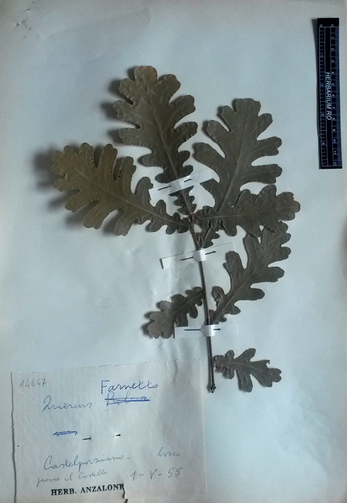 Quercus frainetto Ten - campione