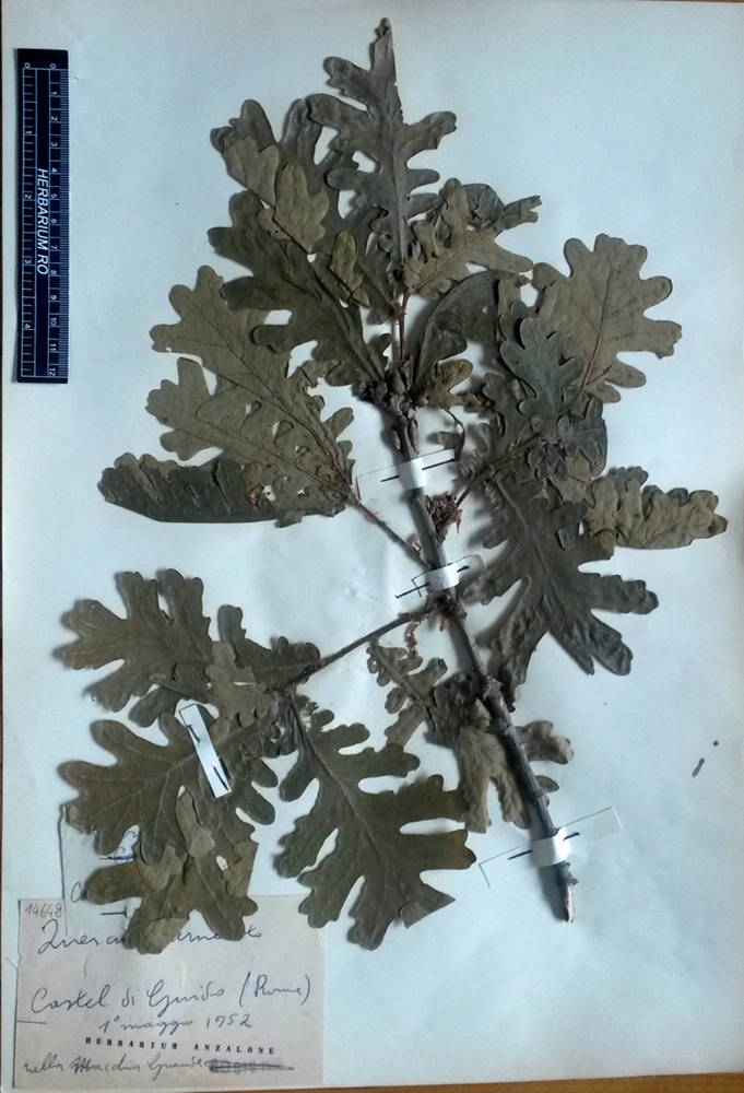 Quercus frainetto Ten - campione