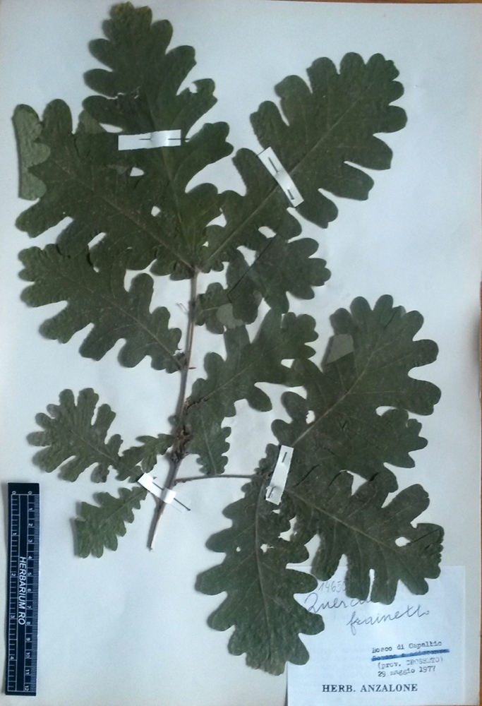 Quercus frainetto Ten - campione