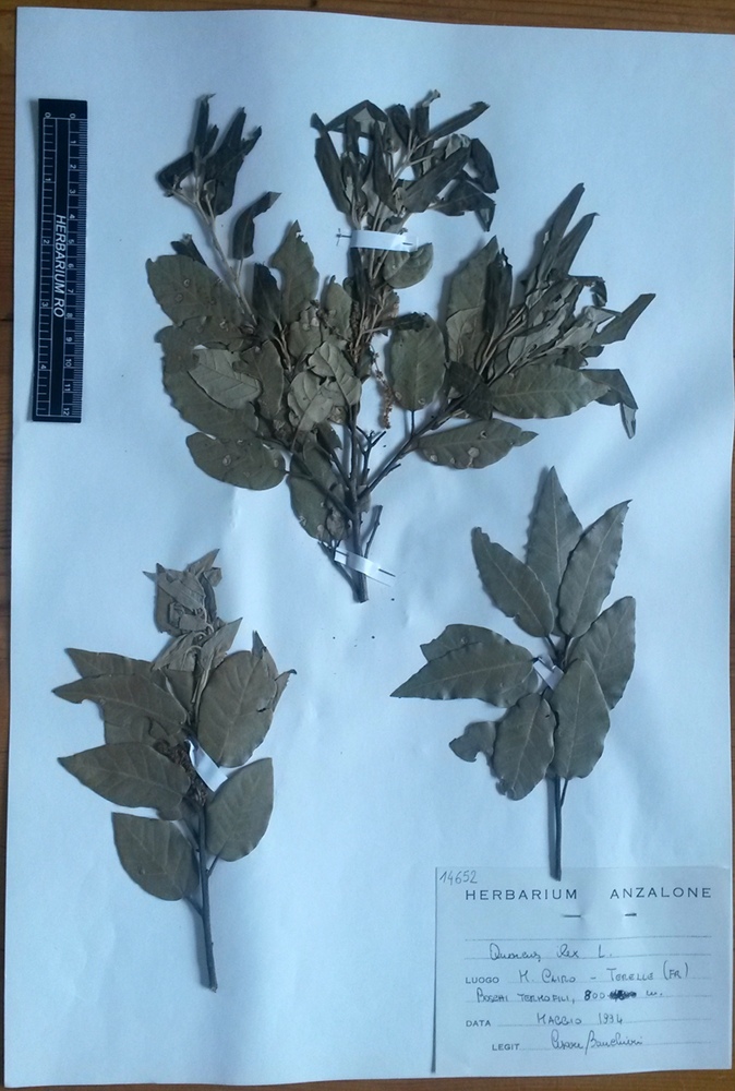 Quercus ilex L. subsp. ilex - campione
