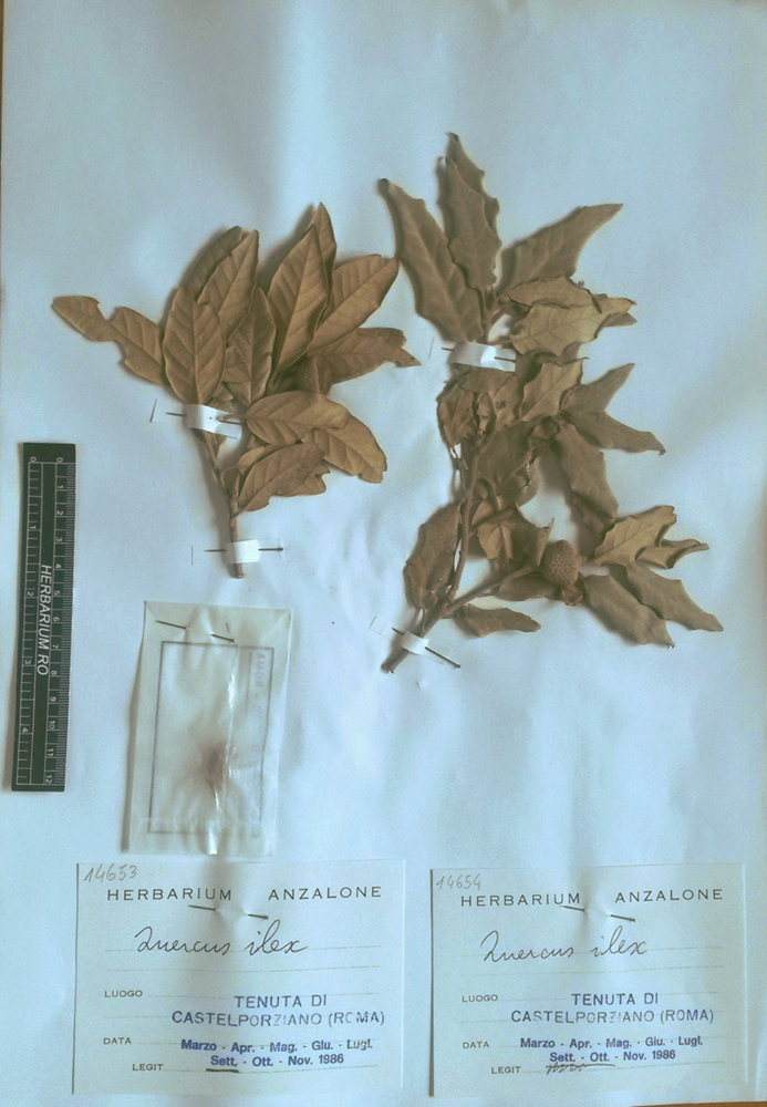 Quercus ilex L. subsp. ilex - campione