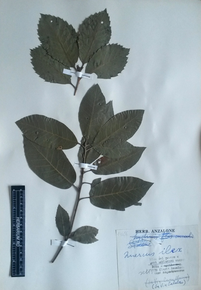 Quercus ilex L. subsp. ilex - campione