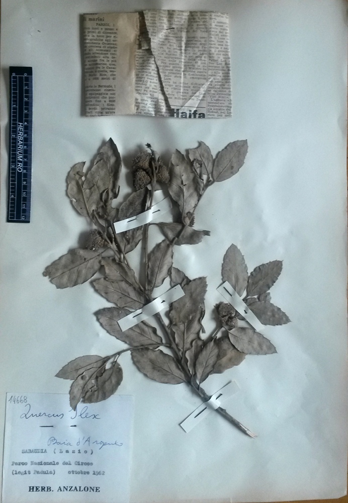 Quercus ilex L. subsp. ilex - campione