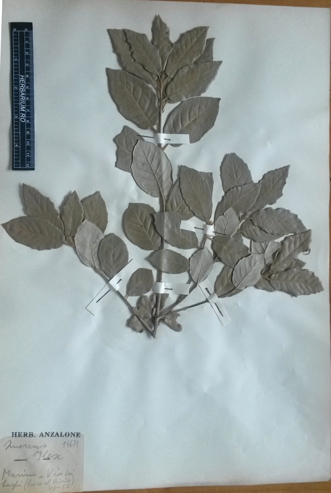 Quercus ilex L. subsp. ilex - campione