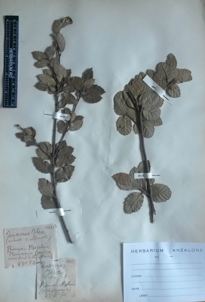 Quercus ilex L. subsp. ilex - campione