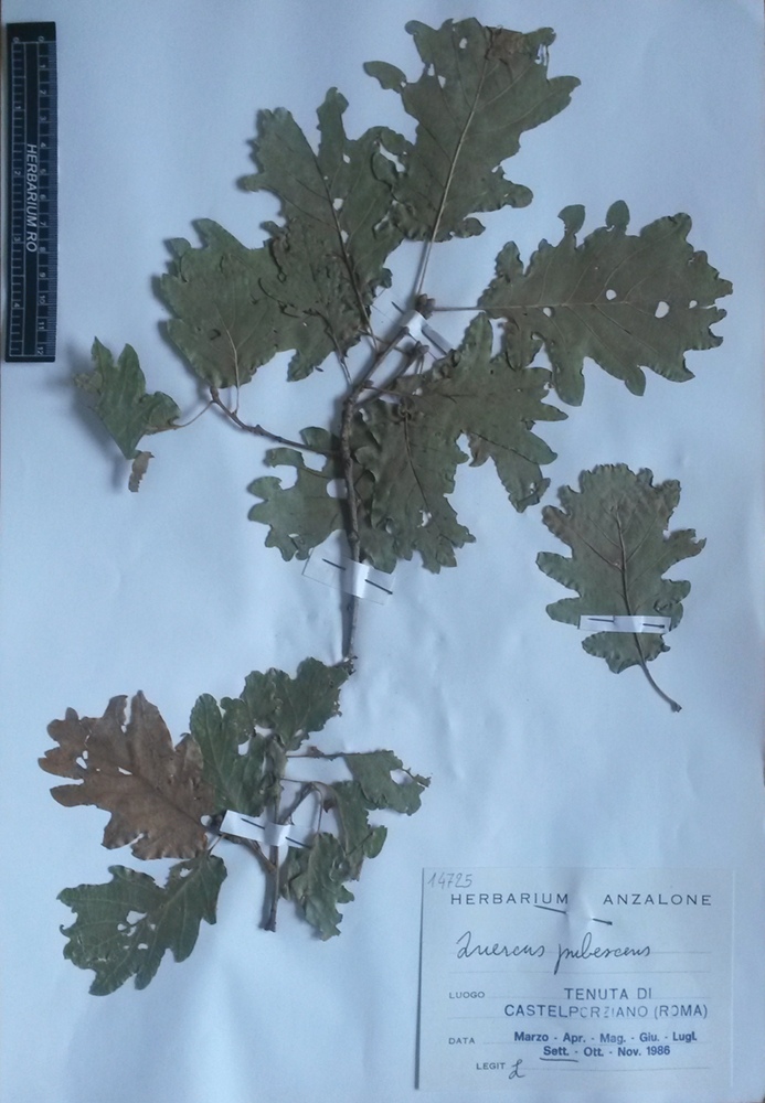 Quercus pubescens Willd. subsp. pubescens - campione