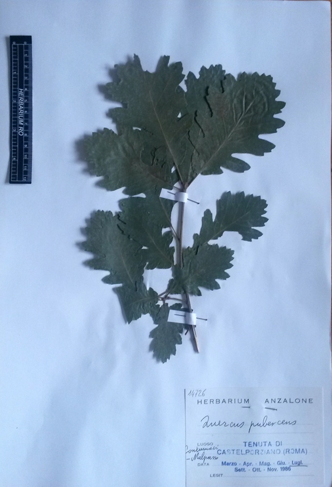 Quercus pubescens Willd. subsp. pubescens - campione