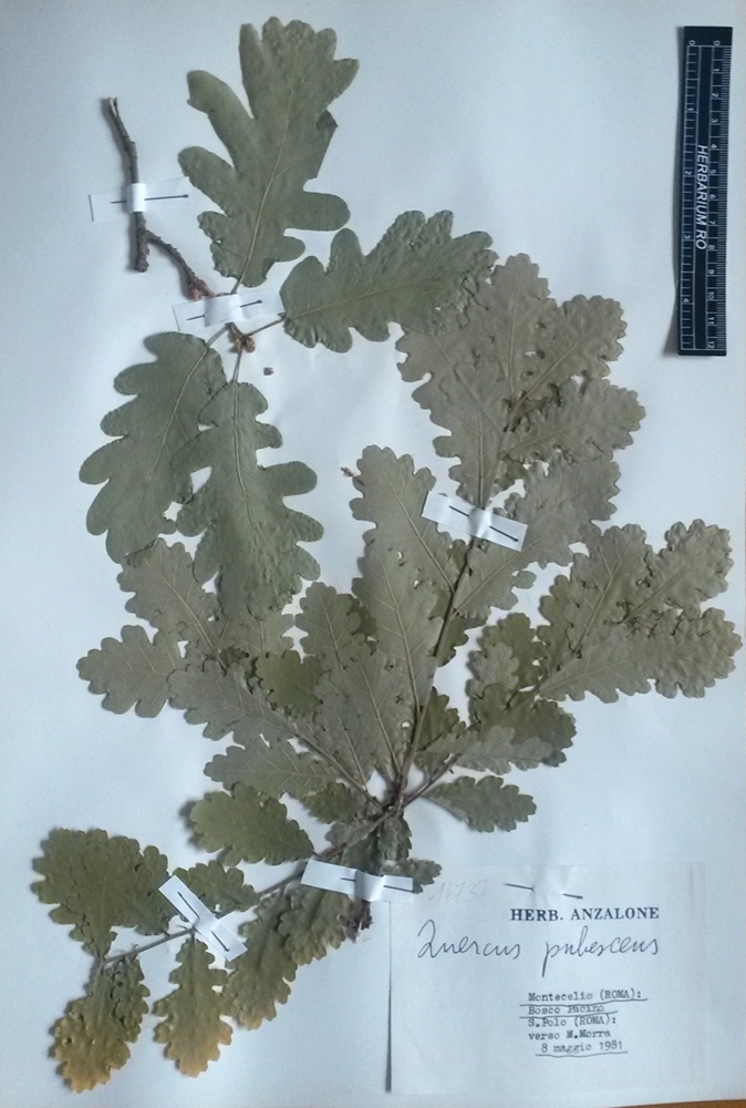 Quercus pubescens Willd. subsp. pubescens - campione