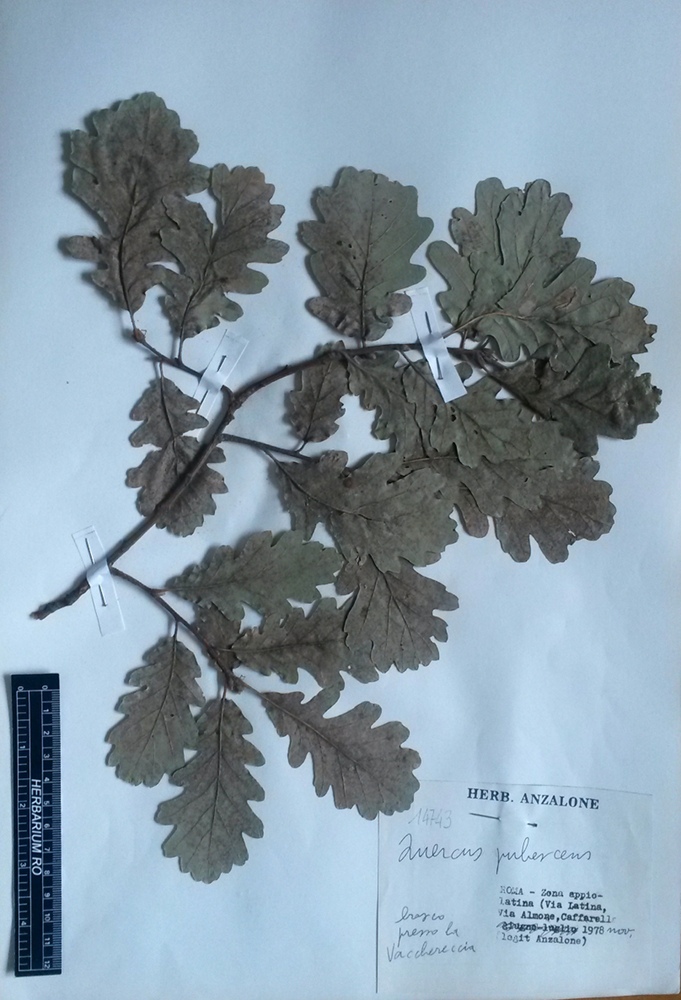Quercus pubescens Willd. subsp. pubescens - campione