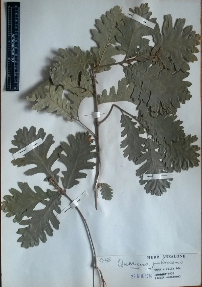 Quercus pubescens Willd. subsp. pubescens - campione