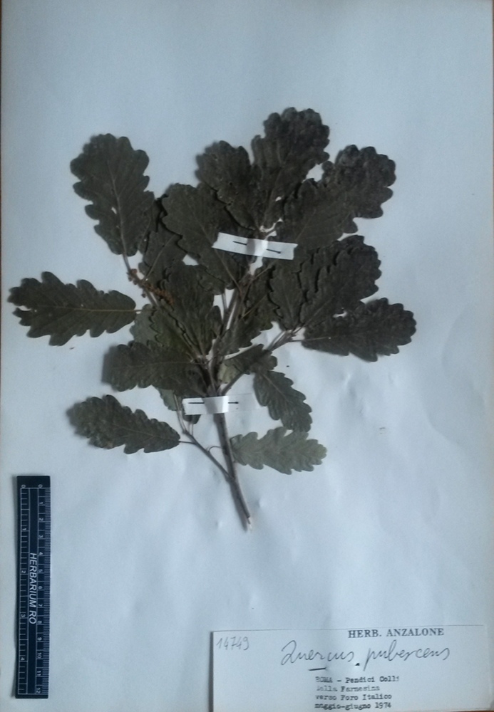 Quercus pubescens Willd. subsp. pubescens - campione