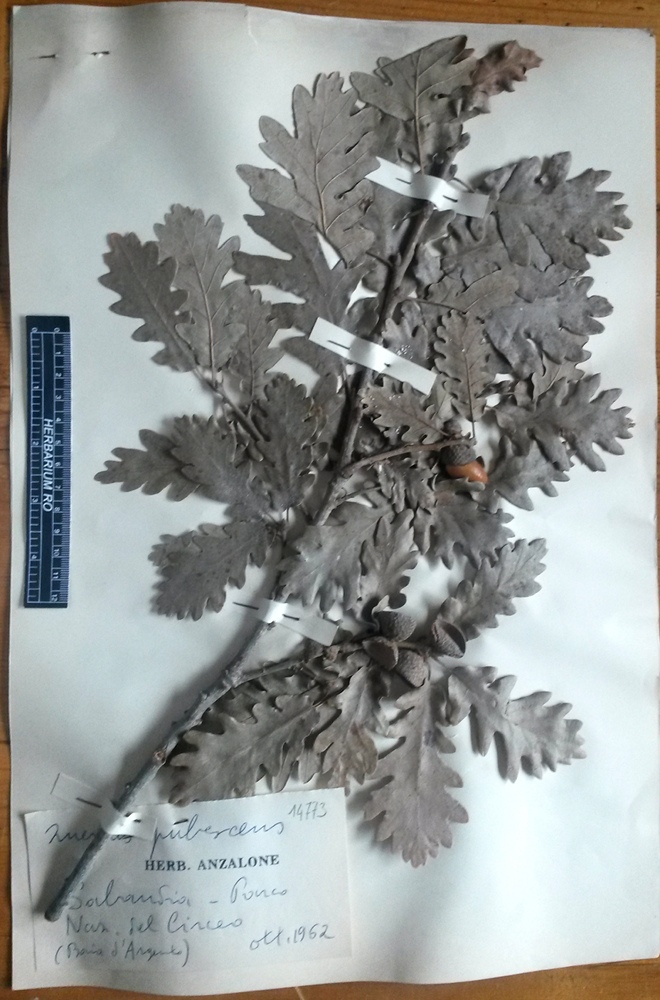 Quercus pubescens Willd.subsp. pubescens - campione