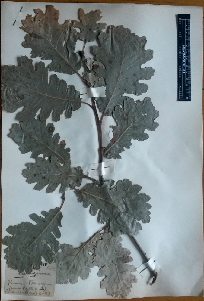 Quercus pubescens Willd.subsp. pubescens - campione