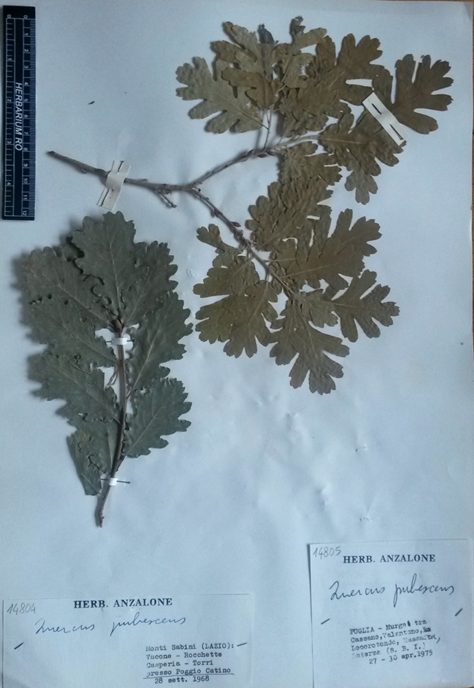 Quercus pubescens Willd.subsp. pubescens - campione
