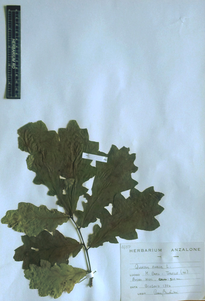 Quercus robur L. subsp. robur - campione