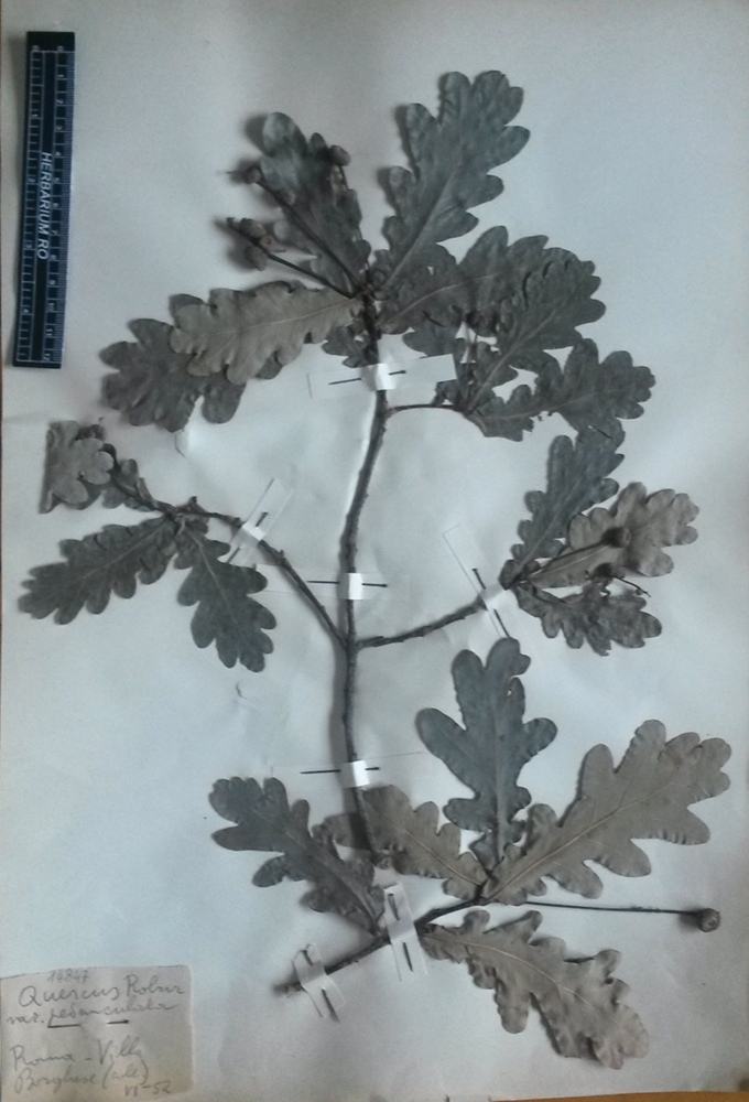 Quercus robur L. subsp. robur - campione