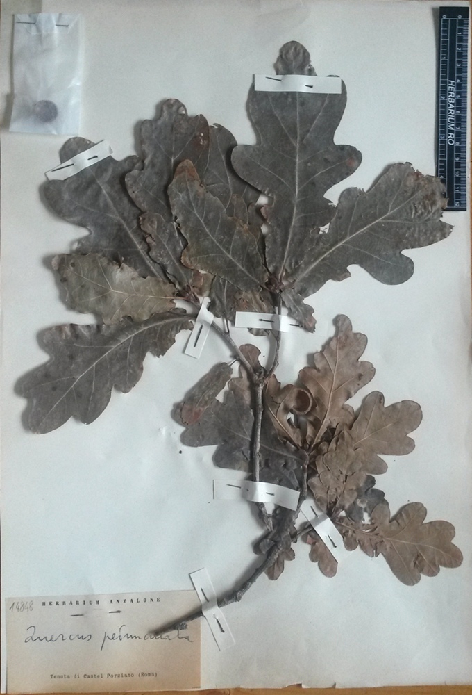 Quercus robur L. subsp. robur - campione