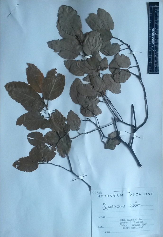 Quercus suber L - campione