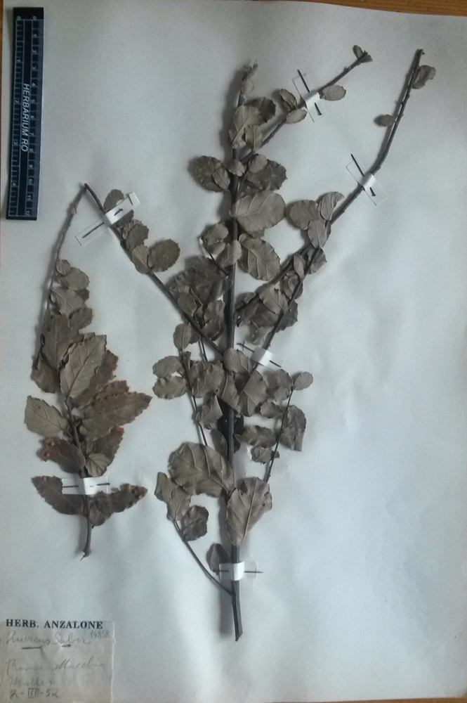 Quercus suber L - campione