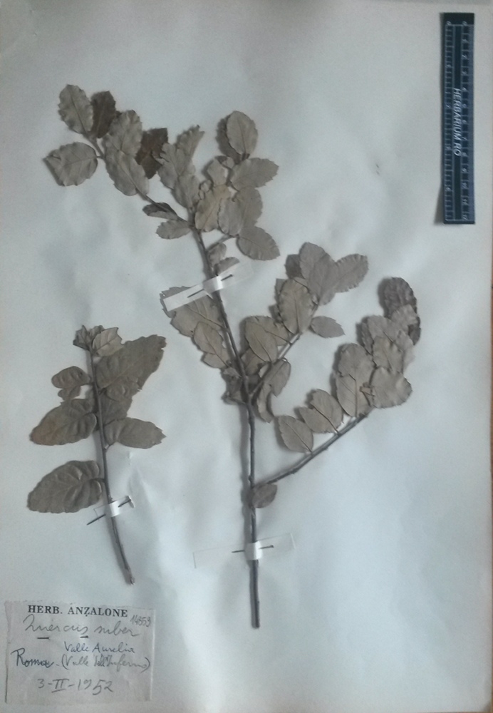 Quercus suber L - campione