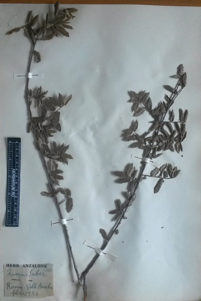 Quercus suber L - campione