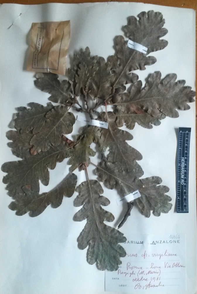 Quercus virgiliana (Ten.) Ten - campione