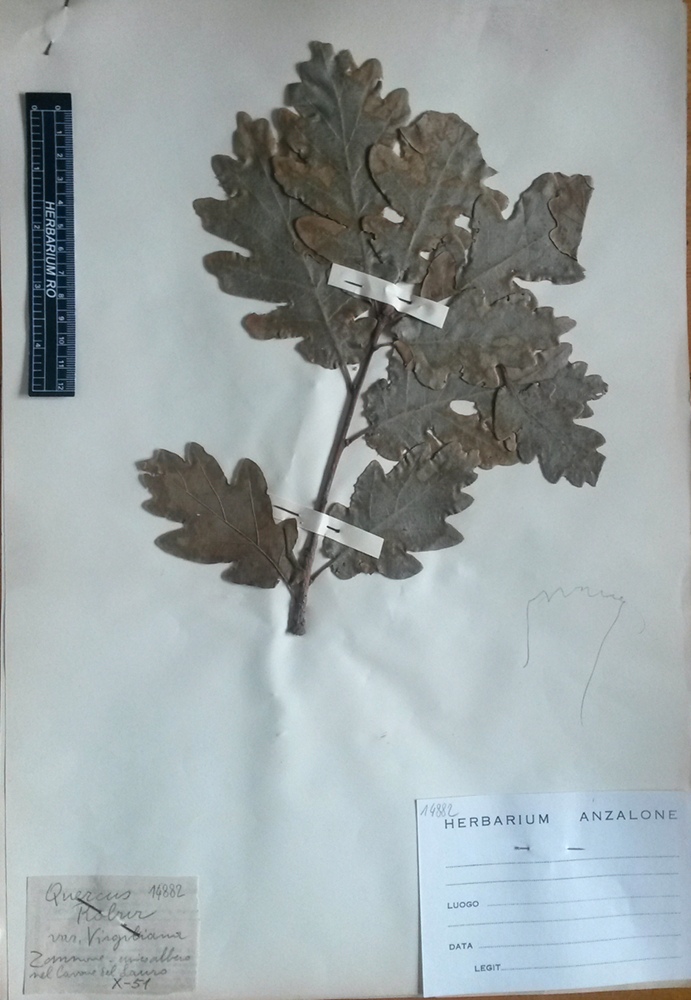 Quercus virgiliana (Ten.) Ten - campione