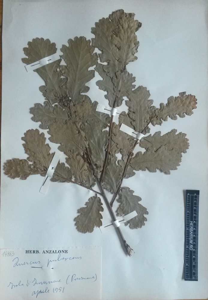 Quercus pubescens Willd.subsp. pubescens - campione