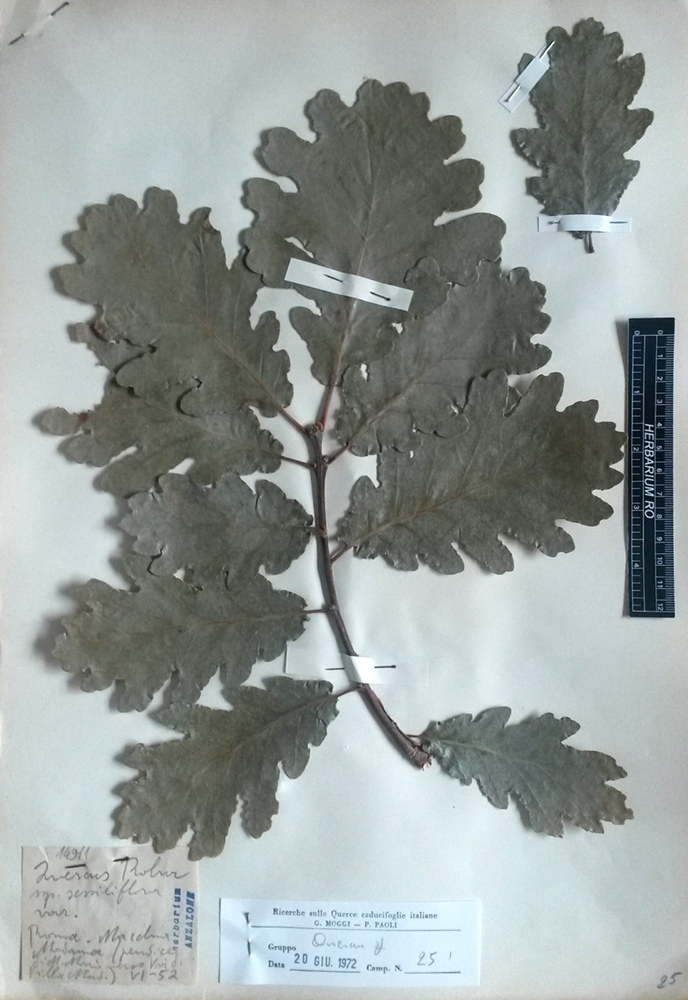 Quercus petraea (Matt.) Liebl. subsp. petraea - campione