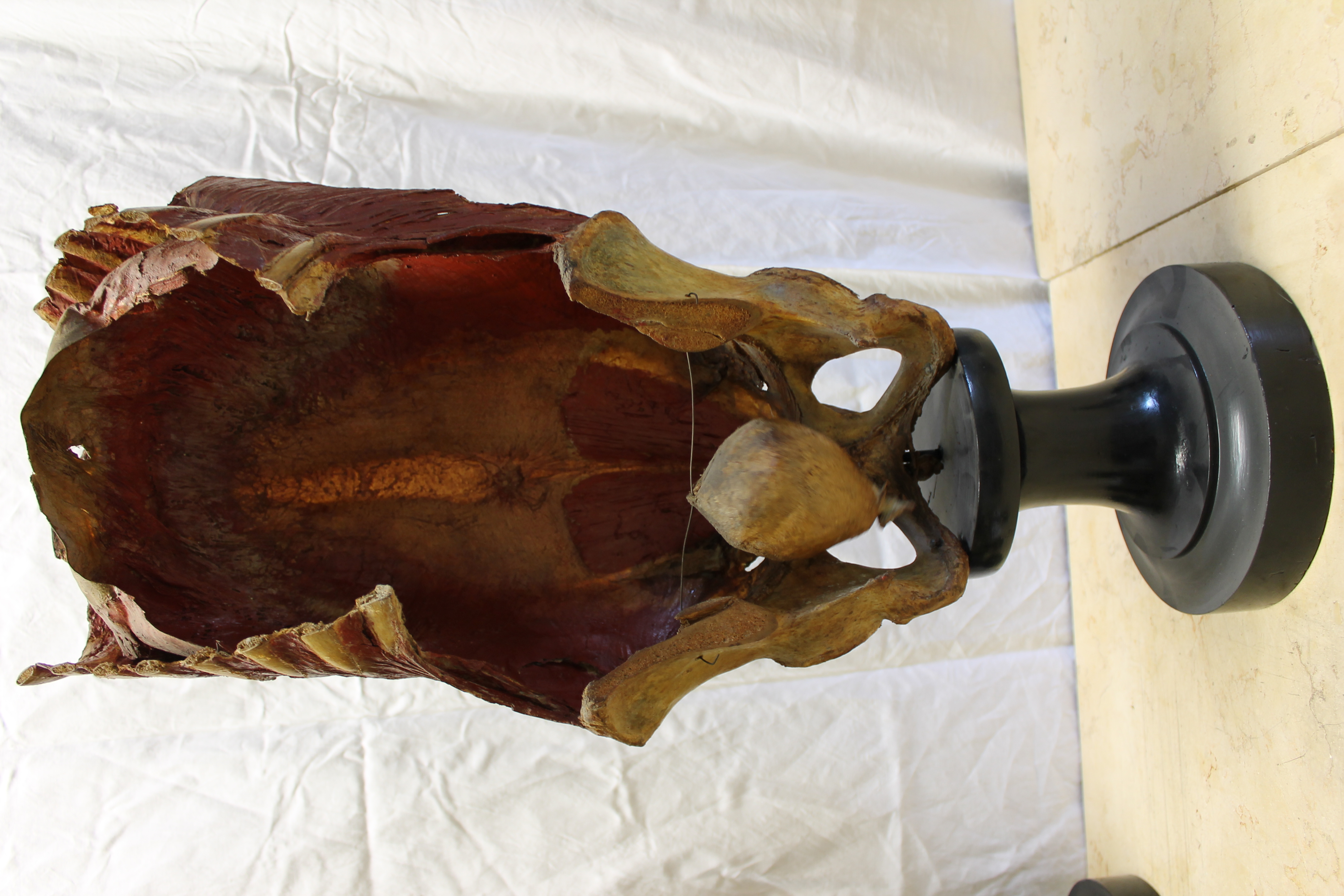 singolo reperto antropologico, preparato anatomico (seconda metà XIX)