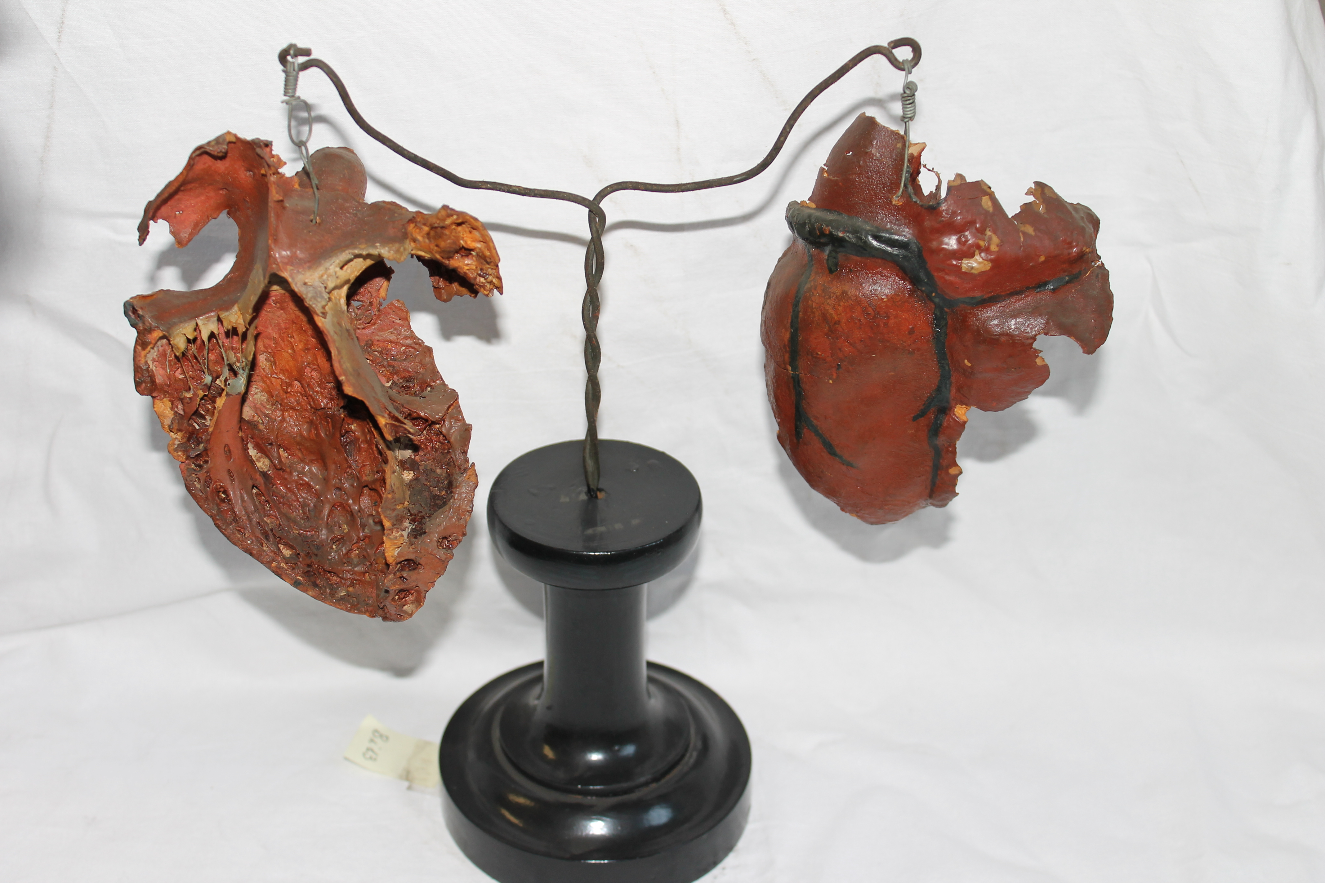 singolo reperto antropologico, preparato anatomico (cuore) (seconda metà XIX)