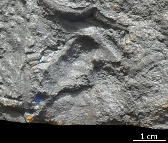 fossile (trilobite, esemplare)