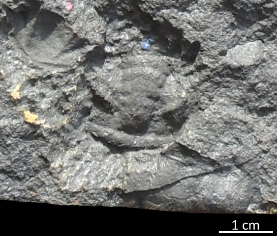 Fossile (trilobite, esemplare)