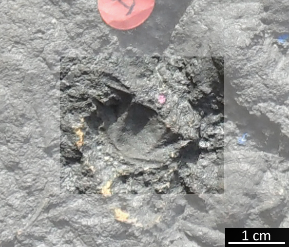 Fossile (trilobite, esemplare)