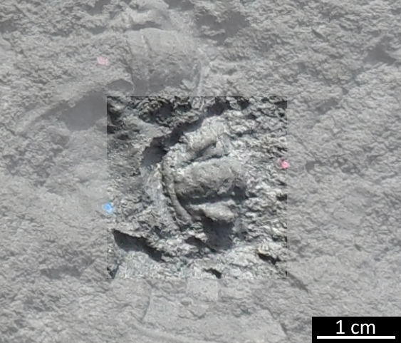 Fossile (trilobite, esemplare)
