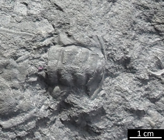 fossile (trilobite, esemplare)