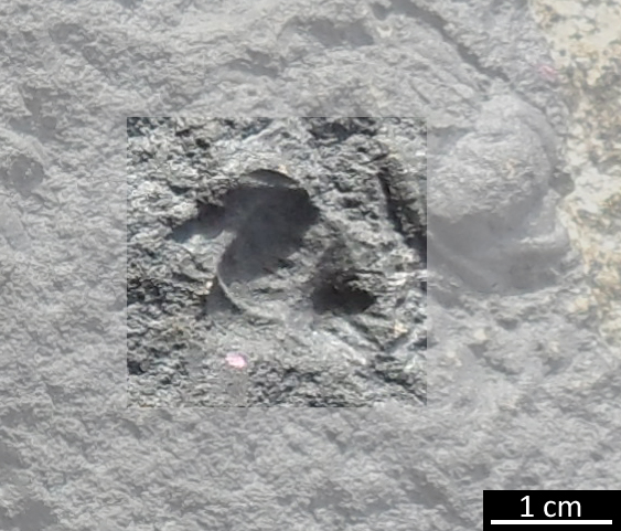 Fossile (trilobite, esemplare)