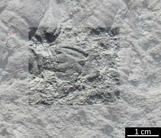 Fossile (trilobite, esemplare)