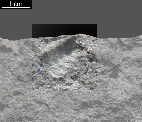 fossile (trilobite, esemplare)