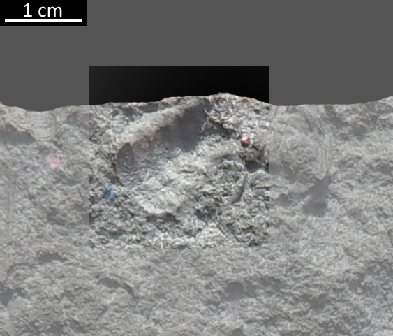 Fossile (trilobite, esemplare)