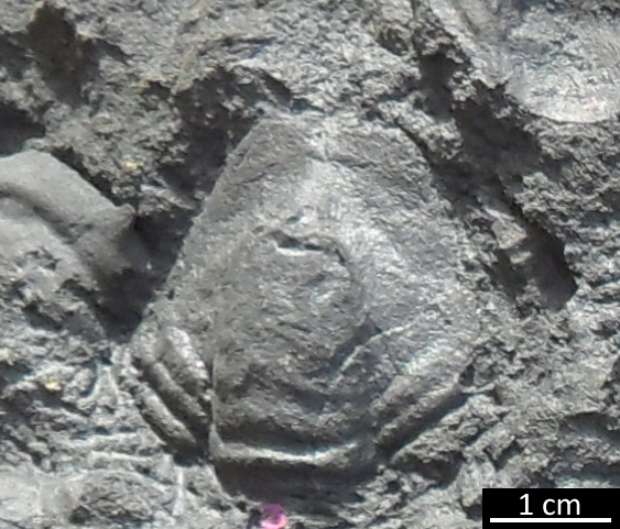 Fossile (trilobite, esemplare)